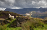 Cader Idris view