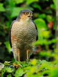 Sparrowhawk (male) perched on fence, Abingdon