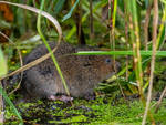 Water Vole
