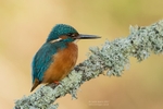 Kingfishers portfolio