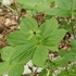 Herb Paris (Paris quadrifolia) 