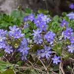 Hepatica (Hepatica nobilis also H.  triloba and Anemone hepatica)