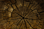 ZION STUMP