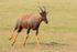 Topi running, Masai Mara, Kenya