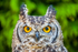 african spotted eagle owl Bubo africanus-1514