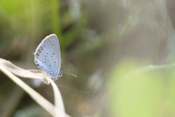 Short Tailed Blue