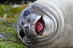 Young elephant seal