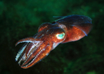 Rossia macrosoma