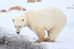 Polar Bear side profile, Churchill, Canada