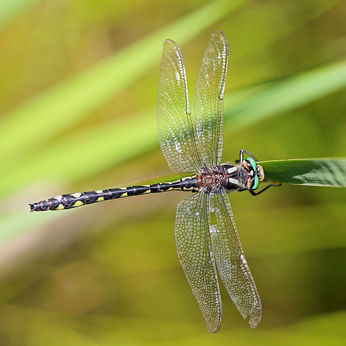 Cordulegaster diastatops delta-spotted spiketail male