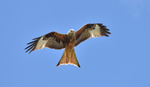 Red Kite
