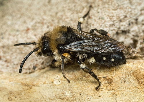 Male [i]Melecta albifrons[/i], Warwickshire, April 2014. This individual has just emerged from a Hairy-footed Flower…