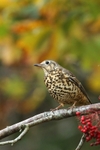 Mistle Thrush,