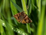 Burnet Companion
