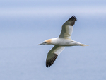 Gannet