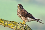 Kestrel