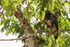 Common Black Hawk (immature) perched, Rio Sierpe, Costa Rica