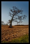 Cornfield Tree