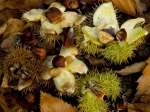 Sweet Chestnuts #2