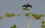 Ahinga and pied kingfisher