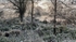 Frosty Autumn Day1