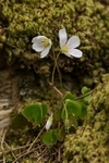 Wood Avens