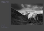 gower pony