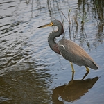 Heron-full-image_0897