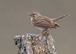 Meadow Pipit 5