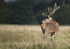 _H5X8731 Red Deer "Rut" 2015