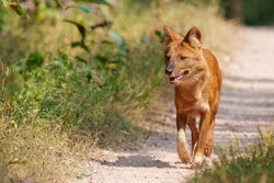 Indian Wild Dog