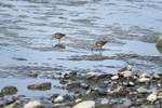 Feeding Dowitchers