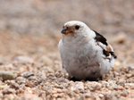 Snow Bunting on the ground at the top of Cairn Gorm Mountain