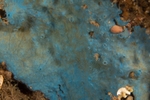 Hymedesmia paupertas
