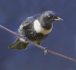 Male Ring Ouzel