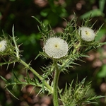Lobelius' Thistle  (Cirsium lobelii) 