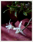 Dendrobium moniliforme