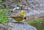 Yellowhammer
