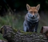 _F7A6602-Edit-Edit