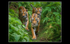 Tugar, Zena and Lena by Martin Acott