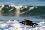 Hooded Crow on coastal flyby