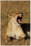 Lion Flies