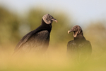 American Black Vultures, low angle - Viera Wetlands, Florida