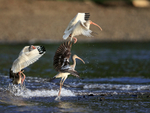 White Ibises take off as tide advances, Playa Cativo Lodge, Costa Rica