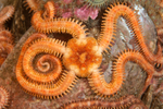 Ophiopholis aculeata