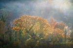 Misty Autumn colours