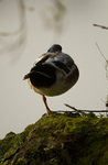 Mallard