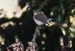 Red Breasted Flycatcher
