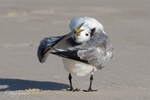 Preening Sand 1
