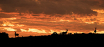 Safari sunset